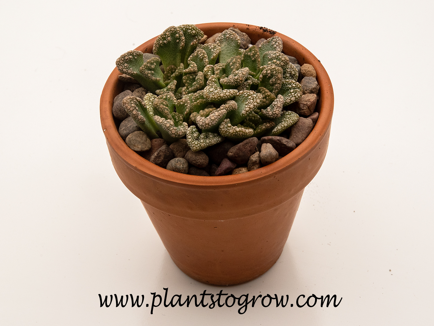 Concrete Leaf (Titanopsis calcarea)
Growing in a 3 inch clay pot.
